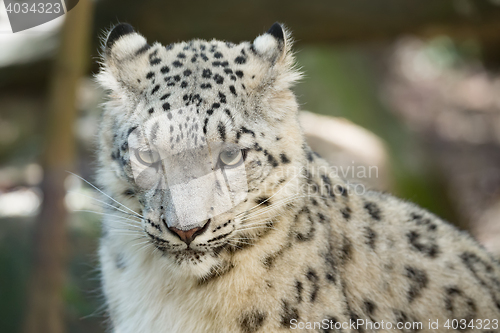 Image of snow leopard, Irbis Uncia uncia