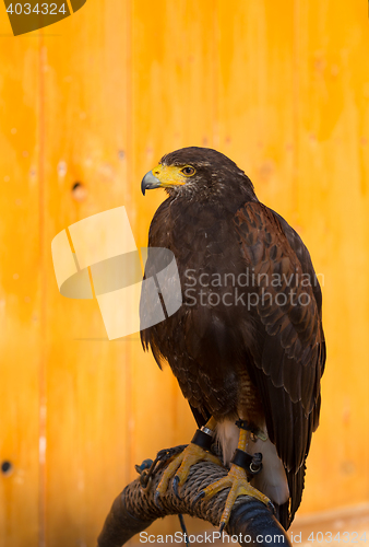 Image of Harris Hawk (Parabuteo unicinctus)