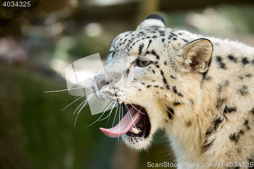 Image of snow leopard, Irbis Uncia uncia