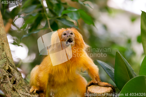 Image of Golden Lion Tamarin