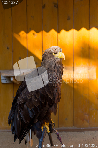 Image of Big Sea Eagle (Haliaeetus albicill)