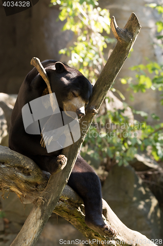 Image of Sun bear also known as a Malaysian bear