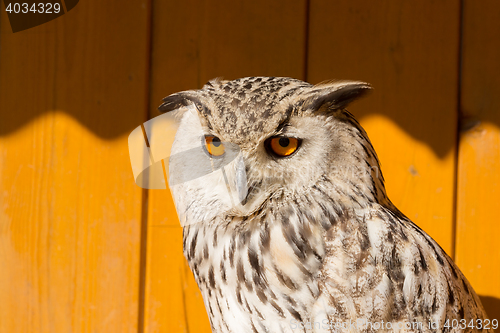 Image of Eurasian Eagle Owl (Bubo bubo)