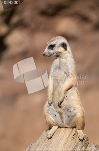 Image of meerkat or suricate