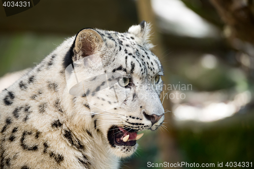 Image of snow leopard, Irbis Uncia uncia