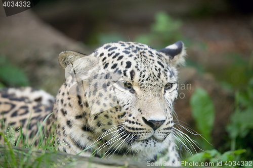 Image of Persian leopard (Panthera pardus saxicolor)