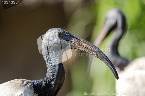 Image of Oriental black White (Black-headed) Ibis