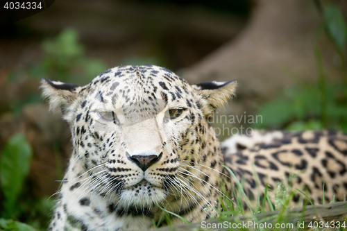 Image of Persian leopard (Panthera pardus saxicolor)