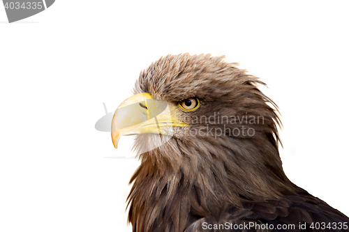 Image of Big Sea Eagle (Haliaeetus albicill)