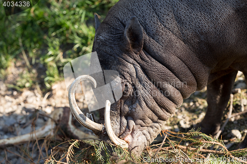 Image of North Sulawesi babirusa