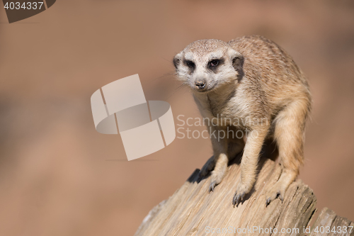 Image of meerkat or suricate