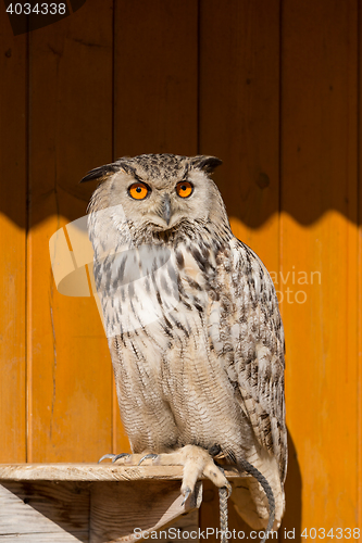 Image of Eurasian Eagle Owl (Bubo bubo)