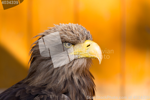 Image of Big Sea Eagle (Haliaeetus albicill)