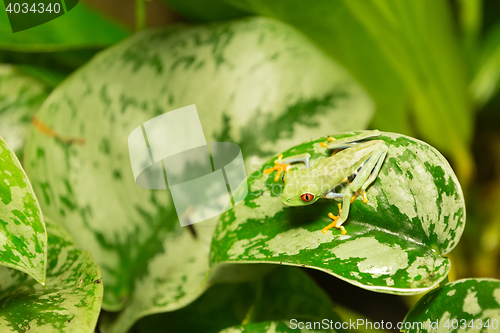 Image of Red eyed frog Agalychnis callidryas