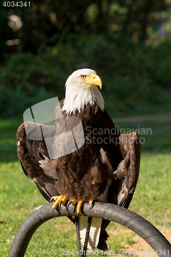 Image of Bald Eagle (Haliaeetus leucocephalus)