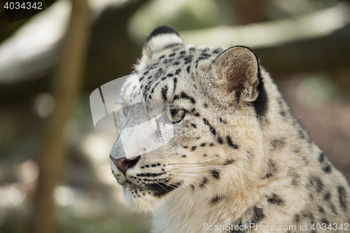 Image of snow leopard, Irbis Uncia uncia