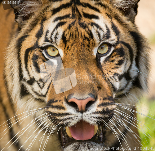 Image of Sumatran Tiger, Panthera tigris sumatrae