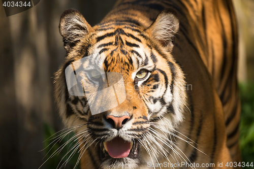 Image of Sumatran Tiger, Panthera tigris sumatrae