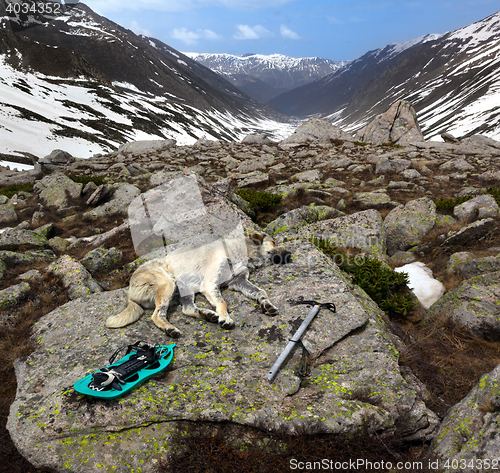 Image of Dog sleeping on big stone with hiking equipment at sun day