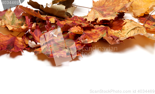 Image of Autumn multicolor maple leafs