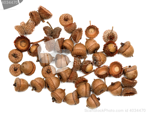 Image of Autumn oak acorns