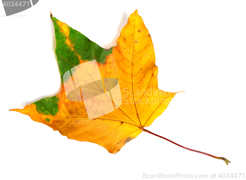 Image of Autumn multicolor maple-leaf