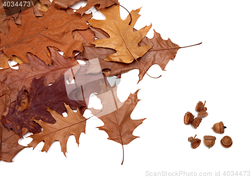 Image of Autumn dried leafs of oak and acorns