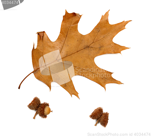 Image of Autumn dried leaf of oak and acorns