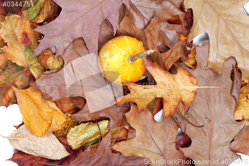 Image of Small decorative pumpkins on autumn dry leafs