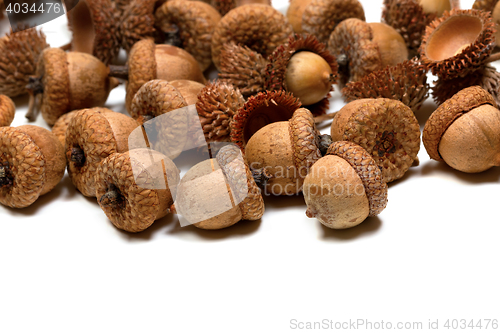Image of Autumn oak acorns on white