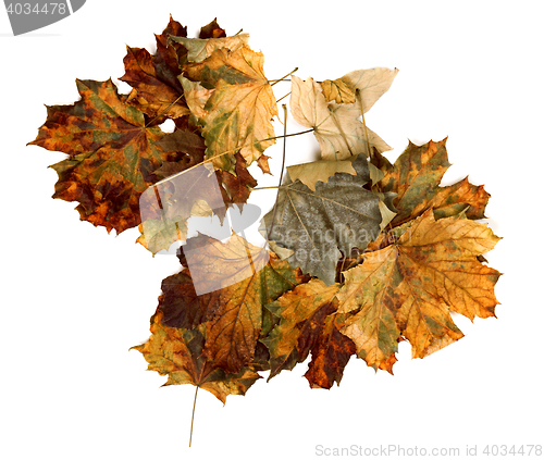 Image of Autumn dry maple leafs