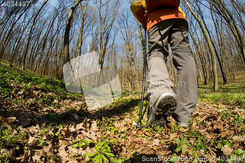 Image of Male hiker walking in the forest