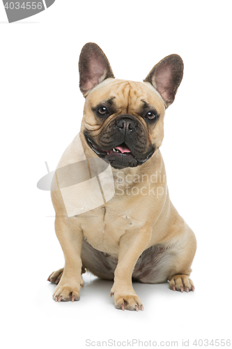 Image of Beautiful french bulldog dog