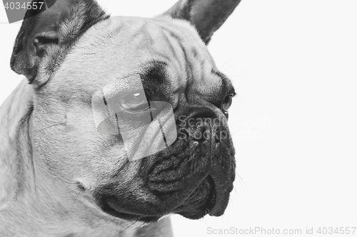 Image of Beautiful french bulldog dog