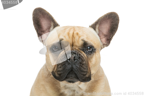 Image of Beautiful french bulldog dog