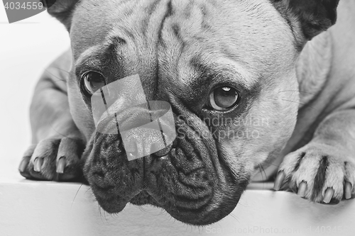 Image of Beautiful french bulldog dog