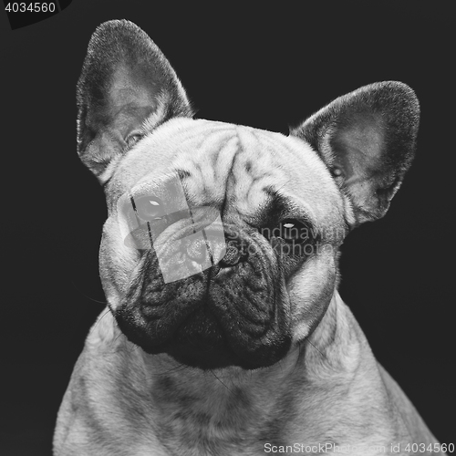 Image of Beautiful french bulldog dog