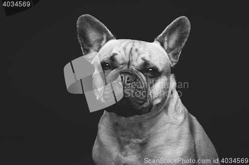 Image of Beautiful french bulldog dog