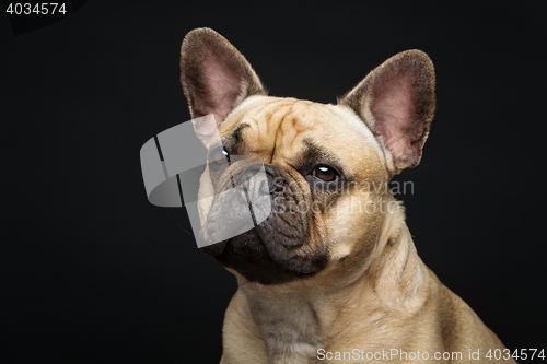 Image of Beautiful french bulldog dog