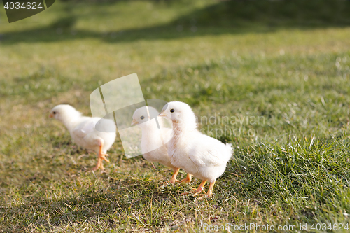 Image of Young chicken on a meadow