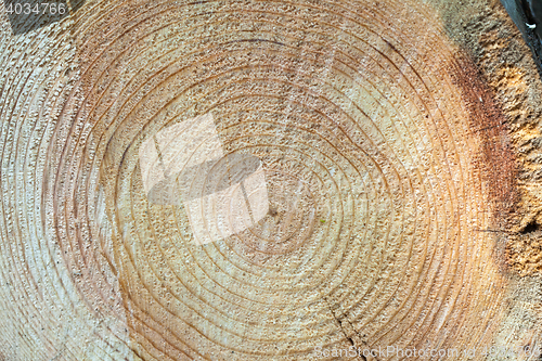 Image of Cross section of tree stump