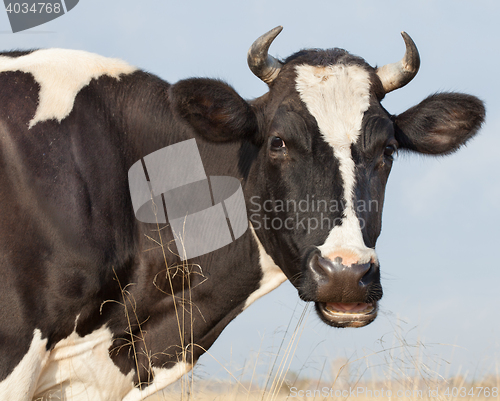 Image of Cow Eats Hay