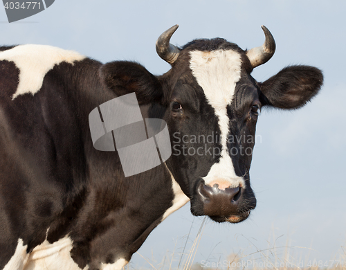 Image of Cow Eats Hay