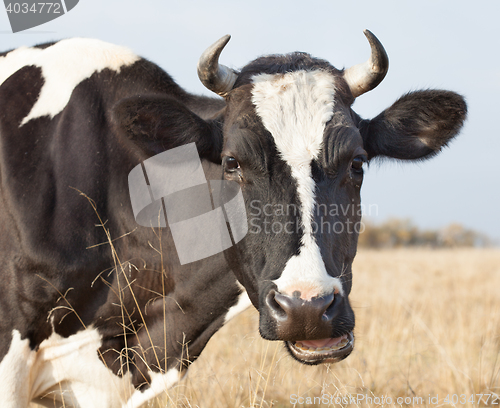 Image of Cow Eats Hay