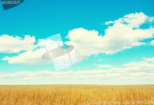 Image of golden wheat field