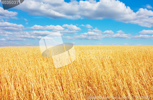 Image of golden wheat field