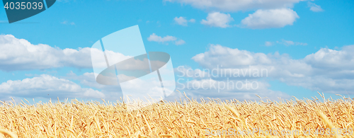 Image of golden wheat field