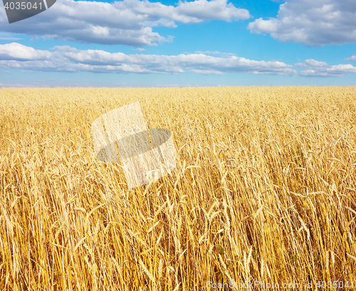 Image of golden wheat field