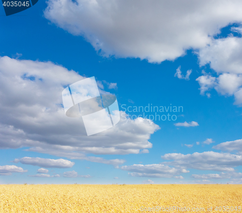 Image of golden wheat field