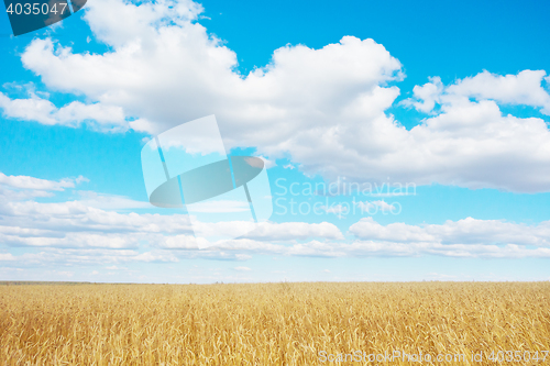 Image of golden wheat field